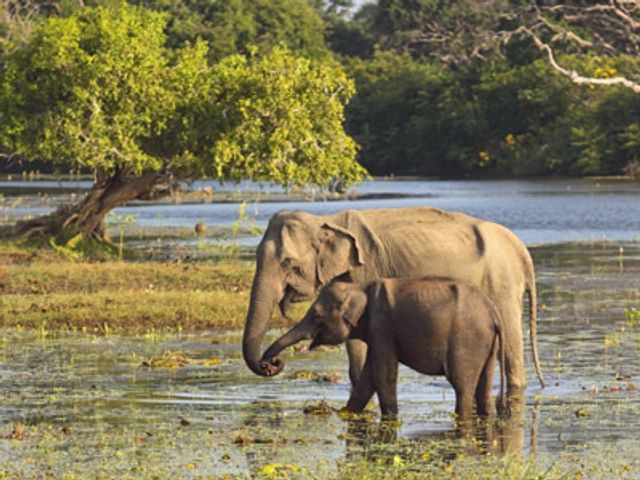 Groepsreis Sri Lanka; Tocht over een paradijselijk eiland