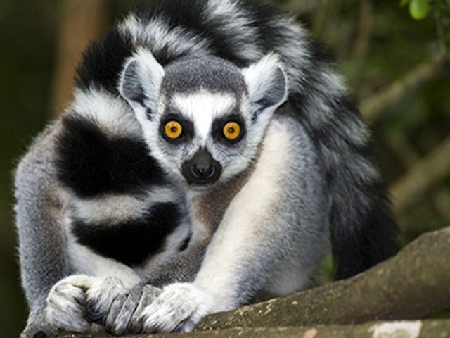 Single reis Madagascar Kort; Indri en ringstaartlemuur