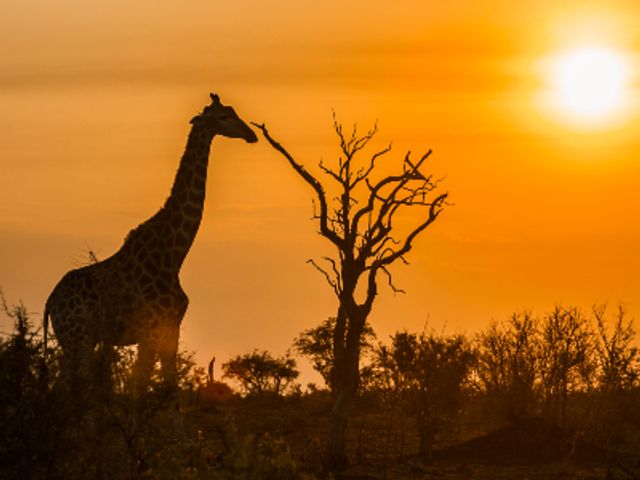 Groepsreis Zuid-Afrika Hoogtepunten - 15 dagen; Van Kaapstad naar Kruger