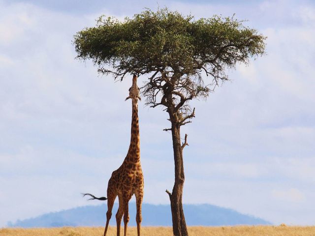 A Wildlife Adventure in Kenya