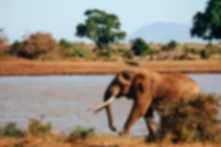 Op safarireis in Kenia: olifant in Tsavo-East National Park