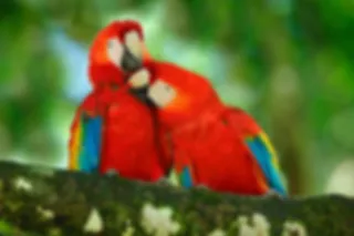 Papegaaien Costa Rica