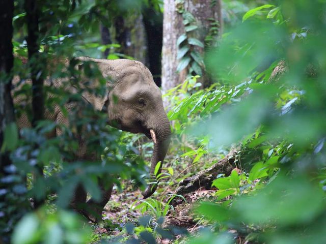 Borneo Adventure in Sabah