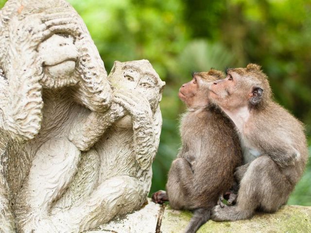 Bali's dieren, natuur en stranden