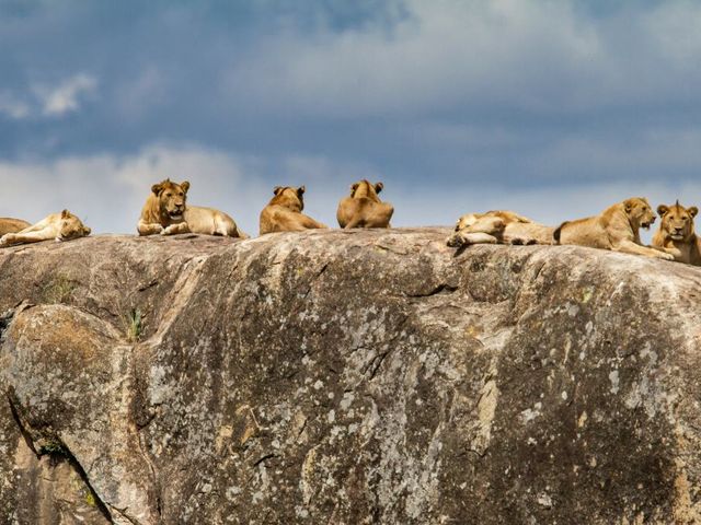 Ultiem Safari & Strand Tanzania