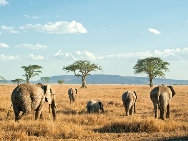 Safari Discover Tanzania