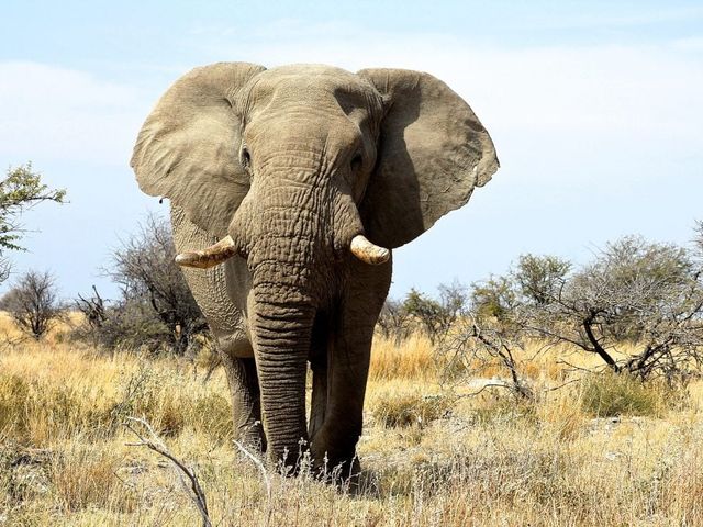 Grand tour woestijnen en wildlife Namibië Deluxe