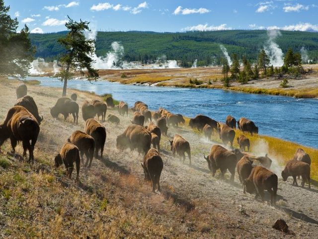 Canadian Rockies en Yellowstone