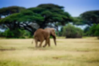 Safari, Kenia