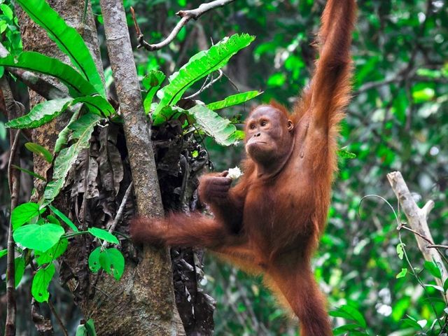 Grand Tour De Wildernis van Borneo