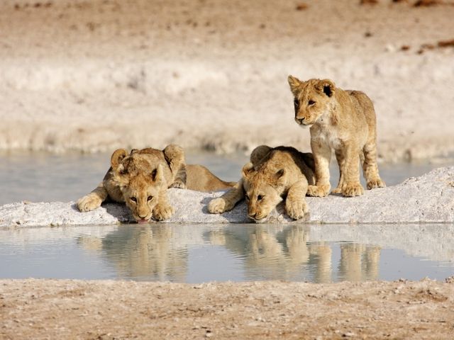 Rondreis NAMIBIË - Internationale Groepsreis - 14 dagen; Hoogtepunten van Namibië