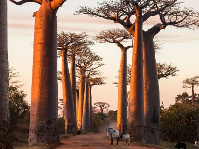 Rondreis MADAGASCAR - 24 dagen; Dansende sifaka's