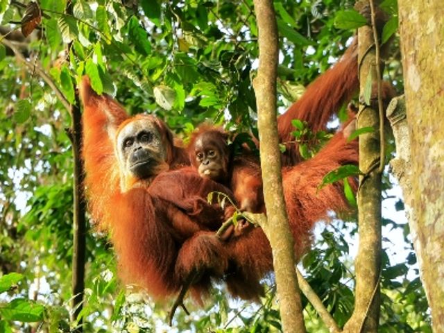 Rondreis INDONESIË: SUMATRA, JAVA & BALI - 22 dagen; Groene rijstterrassen en vulkanen