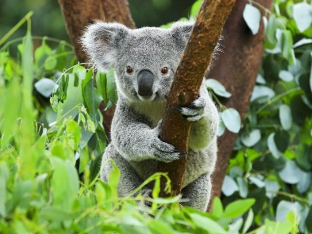 Rondreis AUSTRALIË HOOGTEPUNTEN - 34 dagen; Land van kangoeroes en rode aarde