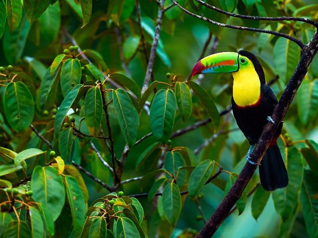 Rondreis COSTA RICA - 22 dagen; 'El Dorado' voor natuurliefhebbers