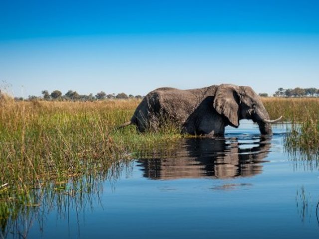 Rondreis BOTSWANA, ZIMBABWE & ZUID-AFRIKA - Internationale Groepsreis - 20 dagen; Afrika's best bewaarde geheim