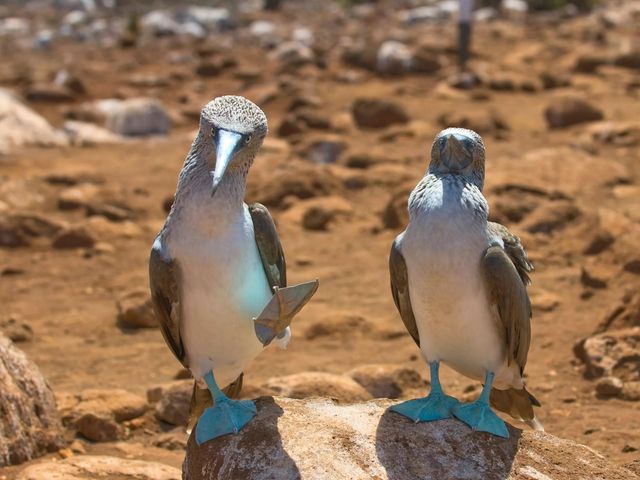 Rondreis Ecuador Compleet & Galapagos Eilandhoppen