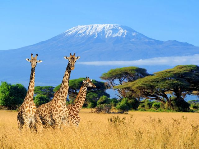 Op safari in Kenia & Diani Beach