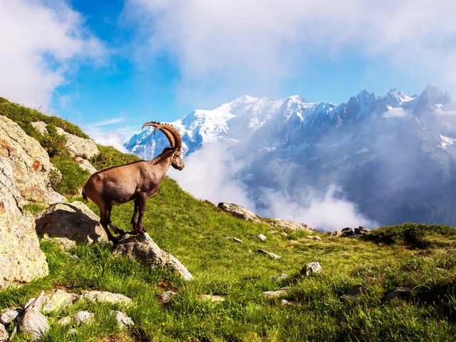 Familiereis Alpen en Haute Provence