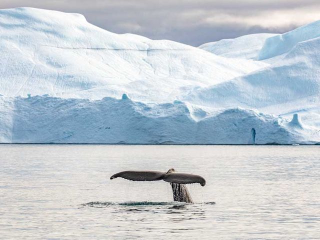 Hurtigruten expeditie Groenland | De IJsreuzen van Disko Bay