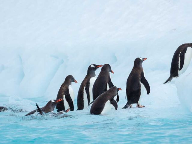 Hurtigruten MS Roald Amundsen expeditie Antarctica, Hoogtepunten van het bevroren continent