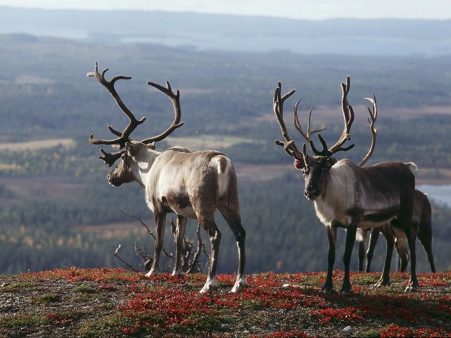 Fly drive rondreis Fins Lapland