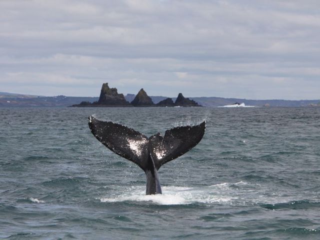 Walvis spotten - Baltimore