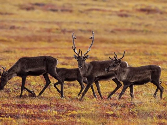 Autorondreis Yukon & Alaska Golden Circle