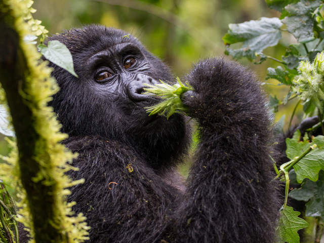 Oeganda rondreis Gorilla's & Game Parks