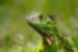 Groene leguaan in Tortuguero