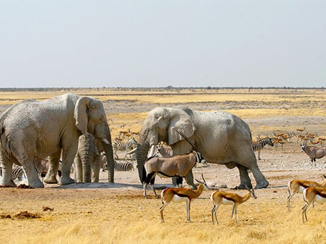 Rondreis Namibië, Botswana & Victoriawatervallen, 21 dagen kampeerreis of hotel/lodgereis