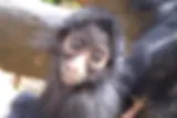 tunari monkey