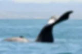 whale addo