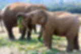 elephant park