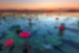 red lotus lake