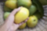 australia mango farm