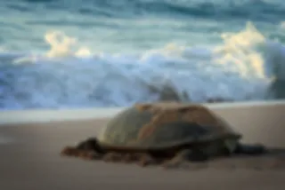 Schildpadden kijken in Oman