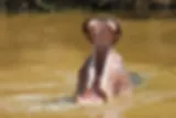 tanzania hippo