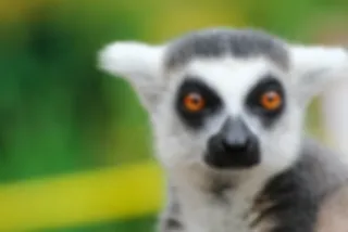 Beleef Madagaskar
