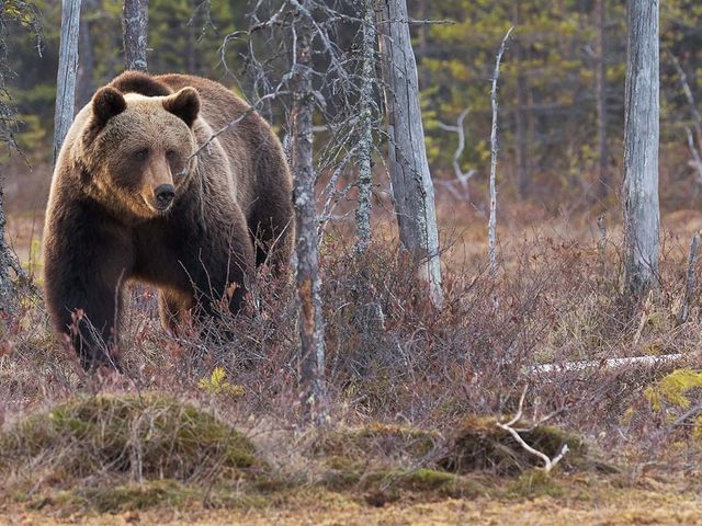 Duizend meren en Lapland fly & drive
