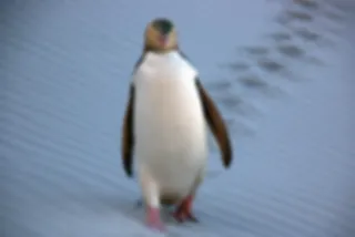 Foto van de dag - Pinguïn Nieuw-Zeeland