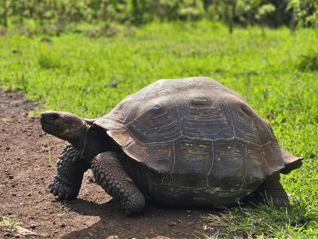 Ecuador en Galapagos in twee weken ontdekken