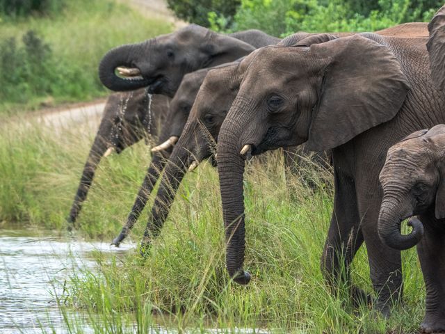 Familie groepsreis Zuid-Afrika - Bergtoppen & Big Five