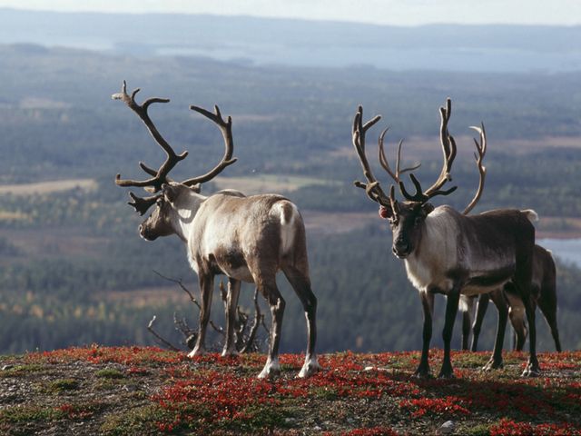 Fly drive rondreis ontdek het Noorden van Finland