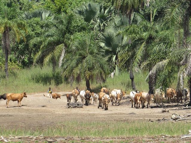 8 daagse combinatiereis Beleef het échte Gambia