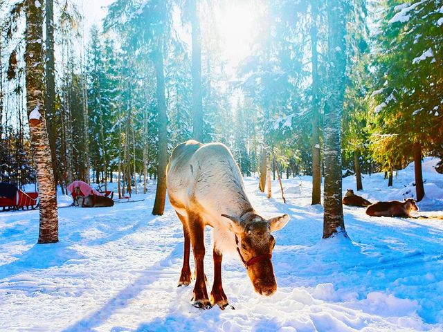 8 daagse excursiereis Ruka Adventure