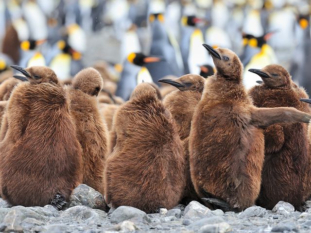 Falkland Islands - South Georgia - Antarctica