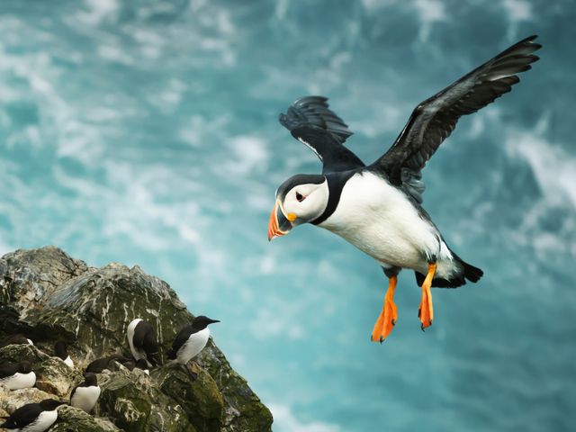 Autorondreis Schotse Highlands, Orkney en Shetlands