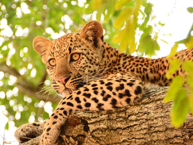 Safarireis door het oosten van Zuid-Afrika