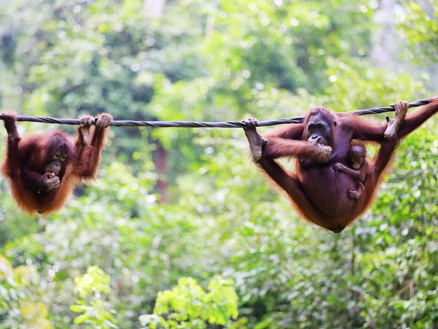 Reis door de indrukwekkende natuur van Borneo